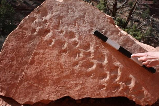 Phát hiện dấu chân hóa thạch 313 triệu năm tuổi tại Grand Canyon