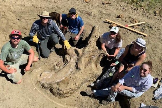 Phát hiện hộp sọ khủng long nặng 1,4 tấn, dài hơn 2 mét