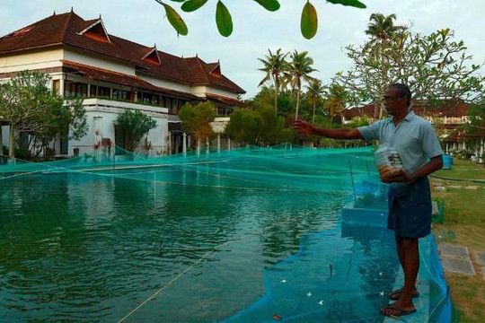 Ế ẩm vì dịch COVID-19, khách sạn 5 sao dùng bể bơi để nuôi cá