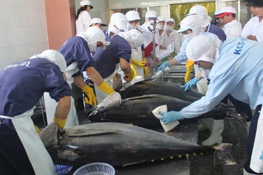 Cá ngừ Việt Nam sang châu Âu như 'vượt vũ môn', tăng mạnh trên 2.600%