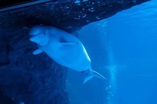 Cận cảnh cá voi trắng sinh con trong thủy cung ở Mỹ