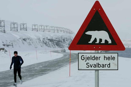 Gấu Bắc Cực tấn công khu cắm trại, cắn chết người ở Na Uy