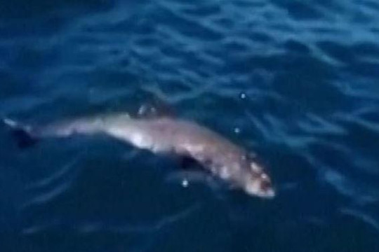 Cá heo mẹ sắp chết tìm cách bảo vệ con giữa vùng biển tràn dầu