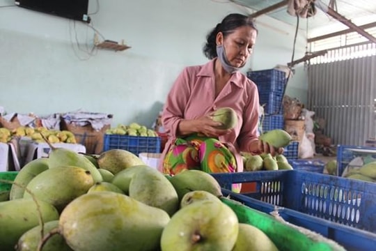 Bộ Nông nghiệp Mỹ sẽ cử người sang lại Việt Nam để kiểm tra trái cây xuất khẩu