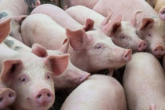 Giá lợn hơi giảm sâu: Chủ trang trại lo lỗ, thương lái vẫn lãi