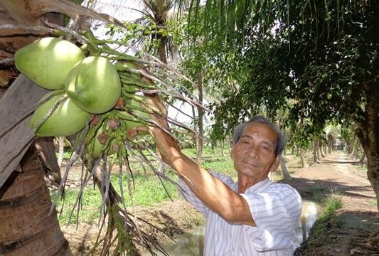 Bến Tre: Nhà nông kinh hãi vì sâu lạ ăn trụi vườn dừa