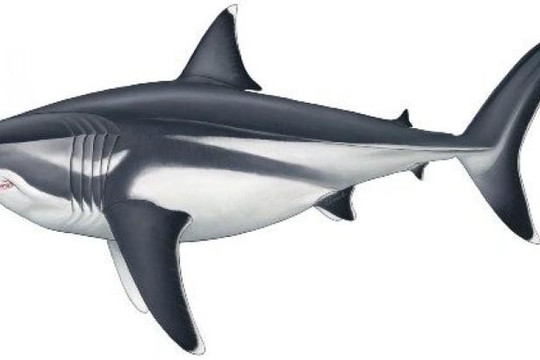 Các nhà khoa học tiết lộ kích thước khổng lồ của cá mập megalodon