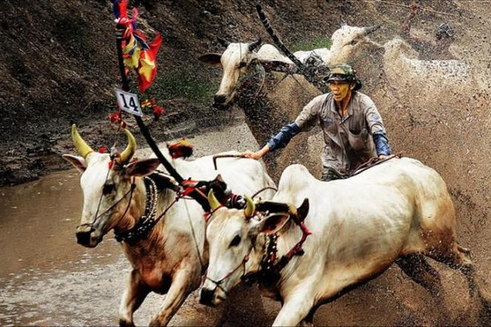 An Giang dừng lễ hội đua bò Bảy Núi, một số tỉnh thành nới lỏng giản cách