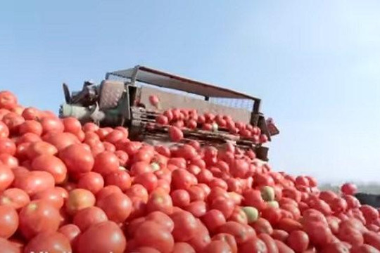 Mỹ chuẩn bị cấm nhập khẩu bông, cà chua từ Tân Cương vì Trung Quốc cưỡng bức lao động