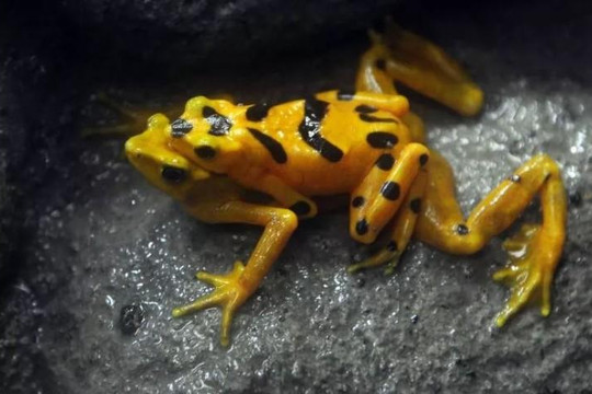 Loài ếch vàng độc nhất thế giới có thể bị diệt vong vì 'siêu nấm'