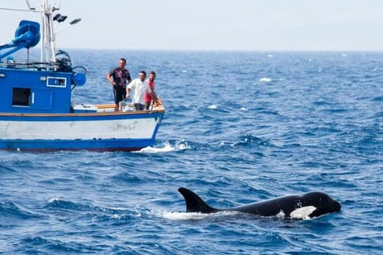 Cá voi sát thủ liên tục tấn công tàu thuyền ở vùng biển châu Âu