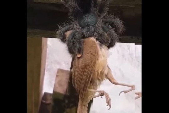 Kinh ngạc cảnh nhện khổng lồ 'nuốt chửng' con chim