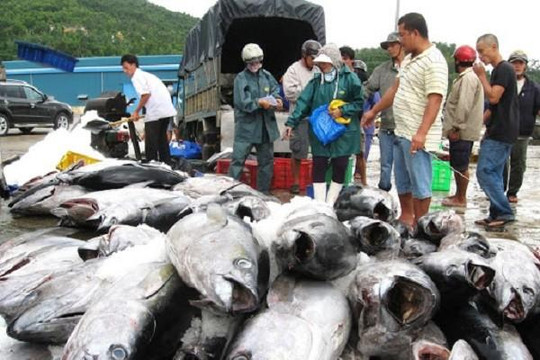 Gặp sự cố về thủ tục, cá ngừ Việt Nam vẫn hút khách châu Âu