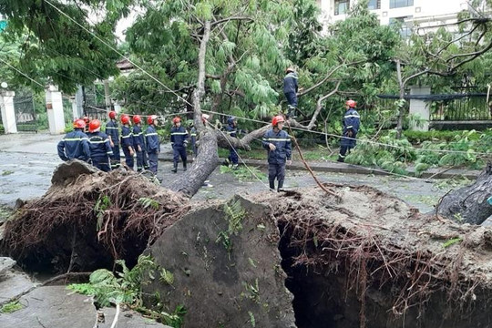 Một chuyên viên phòng giáo dục Huế bị cây đè tử vong trong bão số 5 