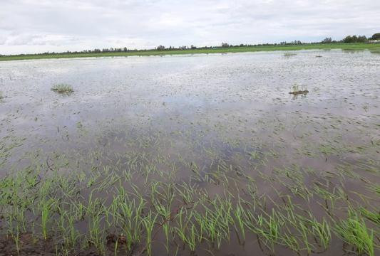 Hàng chục héc ta lúa mới gieo sạ bị ngập úng, nông dân khóc hận vì chính quyền thờ ơ