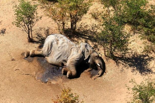 330 con voi chết thảm vì vi khuẩn lam trong nước