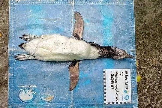 Chim cánh cụt mất mạng vì nuốt khẩu trang N95 vào bụng
