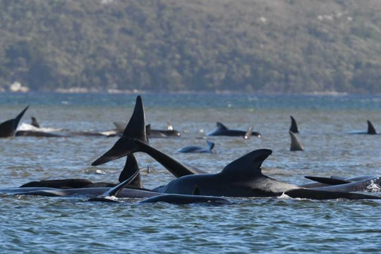 Hơn 380 con cá voi mắc cạn ven đảo Tasmania đã chết