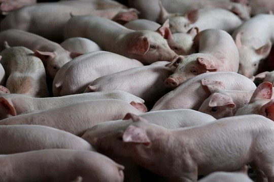 Công ty Trung Quốc tạo lợn biến đổi gen để lấy nội tạng ghép cho người