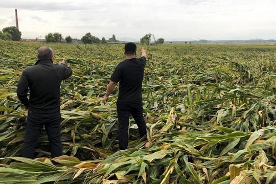 An ninh lương thực Trung Quốc lâm nguy vì vùng đông bắc mất mùa ngô
