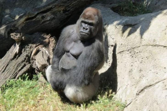 Khỉ đột đực tấn công khiến nhân viên vườn thú bị thương nặng