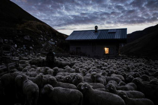 Giải cứu hàng nghìn con cừu bị mắc kẹt vì bão tuyết trên dãy Alps