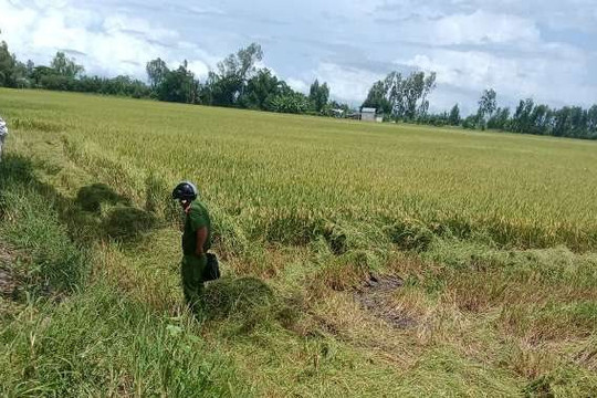 Cần Thơ: Chủ tịch xã vô cớ cản trở dân thu hoạch lúa