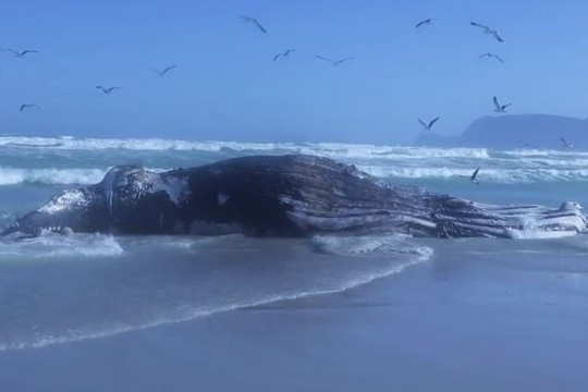 Xác cá voi lưng gù dài 14 mét dạt vào bãi biển Nam Phi