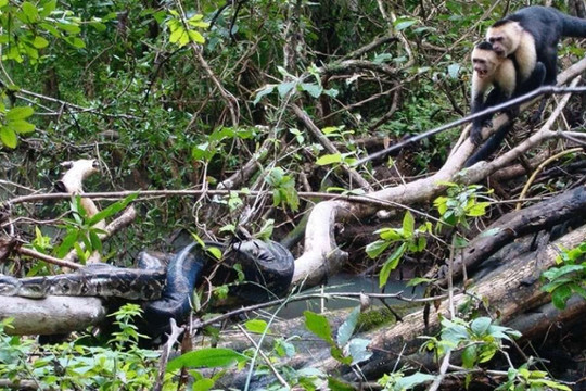 Đàn khỉ hợp sức tấn công trăn khổng lồ để giải cứu con non