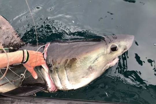 Giải cứu cá mập bị dây nhựa quấn cổ suýt chết