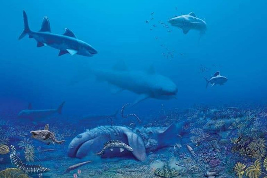 Phát hiện hóa thạch của 40 loài cá mập cổ đại trong hang động ở Mỹ