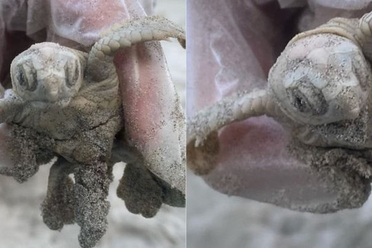 Phát hiện rùa trắng quý hiếm trên bãi biển ở Mỹ