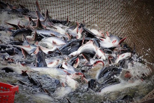 Trung Quốc bất ngờ tăng mua cá tra của Việt Nam, nông dân cần thận trọng