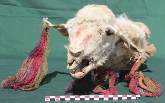 Tìm thấy xác ướp lạc đà nguyên vẹn chôn từ 500 năm trước ở Peru