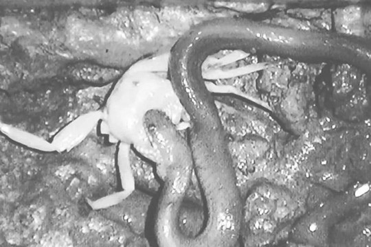 Loài rắn kỳ lạ thích xé xác cua để ăn thịt