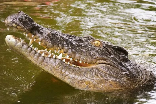 Cá sấu dài 2 mét cố cướp con mồi trị giá 7.000 USD của ngư dân