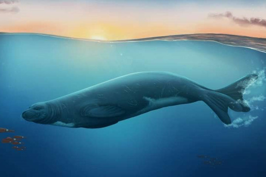 Hóa thạch 3 triệu năm tuổi viết lại lịch sử tiến hóa của hải cẩu