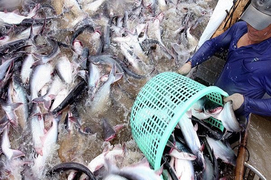 Vì sao Trung Quốc tăng mua cá tra Việt Nam?