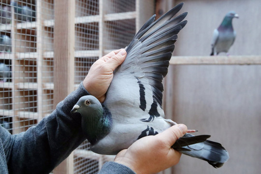 Tin Tức, Hình Ảnh, Video Clip Mới Nhất Về Chim Bồ Câu
