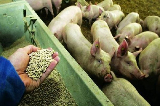 Sử dụng kháng sinh trong thức ăn chăn nuôi gây tác hại cho ngành y tế