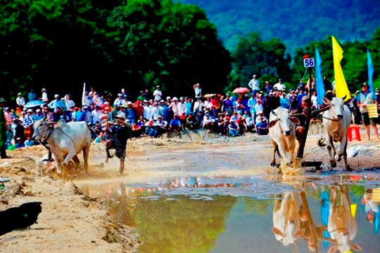 An Giang: Tổ chức biểu diễn dù lượn và đua bò tại Phụng Hoàng Sơn