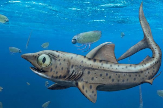 Phát hiện loài cá mập có bộ hàm kỳ dị sống cách đây 370 triệu năm