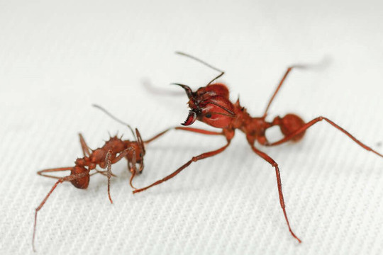 Loài kiến độc đáo có lớp “áo giáp” chưa từng thấy ở côn trùng