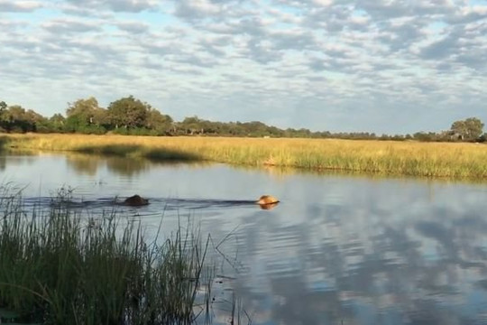 Clip sư tử đực cứu đồng loại bị cá sấu tấn công khi đang bơi qua sông