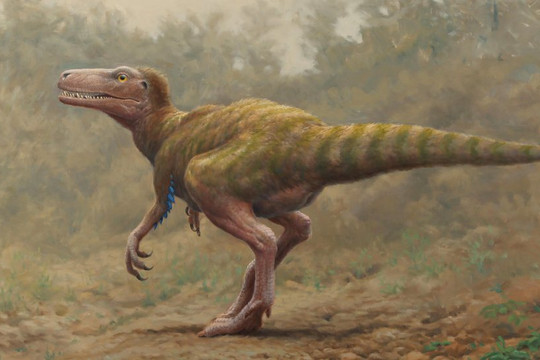 Phát hiện hai hóa thạch khủng long đầu tiên ở Ireland