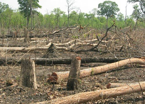 Một số ý kiến về rừng và ngành gỗ Việt Nam