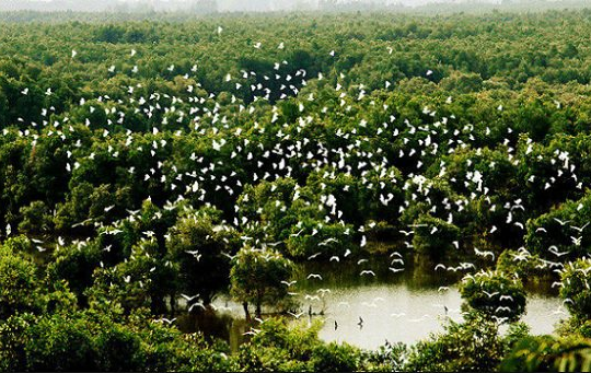 Tiếng chim hót trong rừng xanh – Kho tài nguyên vô giá ở rừng tràm Trà Sư