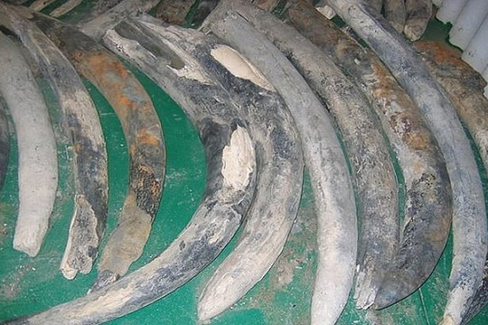 Tìm ra nguồn gốc của 100 chiếc ngà voi từ xác tàu đắm ​thế kỷ 16