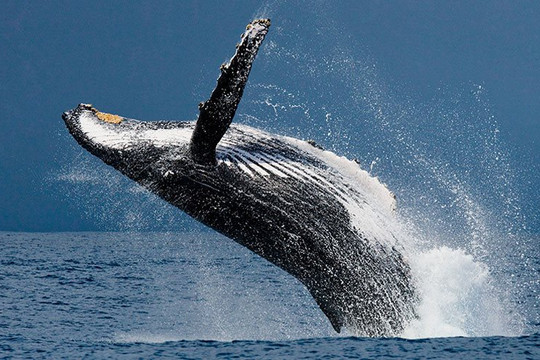 Phát hiện quần thể cá voi xanh mới ở phía tây Ấn Độ Dương