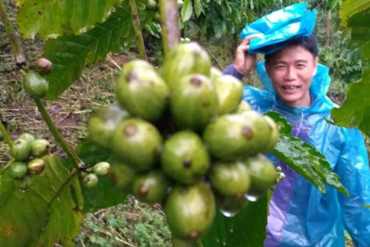 Từ  Việt Nam đến Uganda, cà phê vối biến giới phê bình thành người hâm mộ